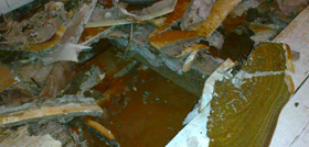 dry rot fruiting body and damage